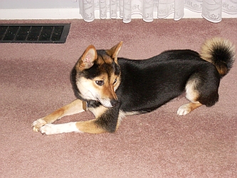 Shiba for adoption near sales me